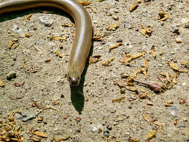istock Fragile Skink on a Rock 2214654436