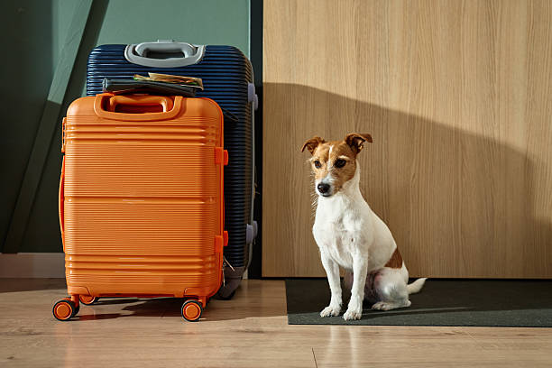 Small Dog Sitting Next to Packed Suitcases