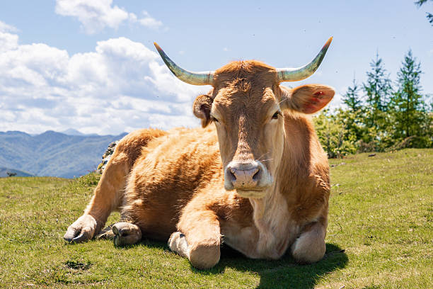 istock A cow lying in 