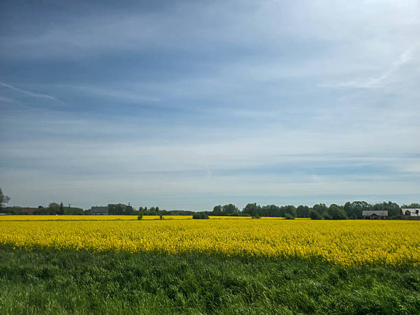 A wide view of a bright yellow rapeseed field, covering the landscape during its blooming season. Perfect for projects related to agriculture, nature, ecology, and rural landscapes. This photo captures the beauty of natural scenery and the success of agricultural production.