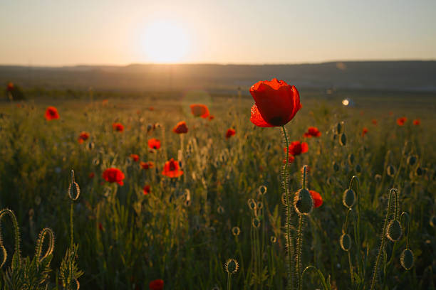 Poppies Field