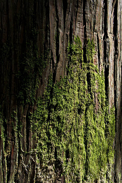 istock Green moss on the trunk of a tree in the rainforest. 2214657975