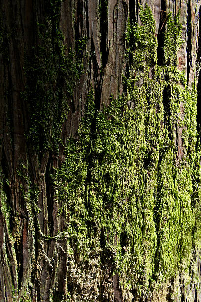 istock Green moss on the trunk of a tree in the rainforest. 2214657978