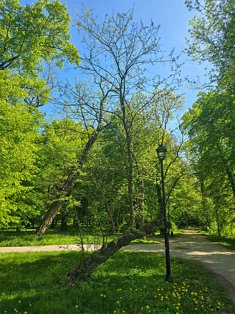 istock Scenic View of a City Park in Spring 2214661723