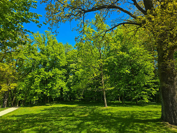 A wide view of a peaceful city park with green trees, walking paths, and well-maintained landscaping. Perfect for illustrating urban relaxation, eco-friendly lifestyles, city nature, and public outdoor spaces. The image conveys tranquility, fresh air, and the beauty of green urban environments.