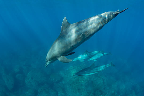 istock Four wild bottlenose dolphins swimming together 2214662748