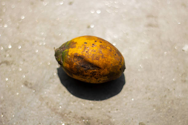 A betel nut on the ground