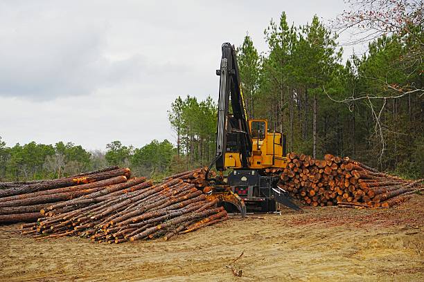 Geneva State Forest Wildlife Management Area Alabama