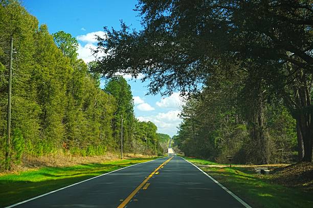 istock Tree Farms.  Driving through Conecuh National Forest Alabama 2214664545