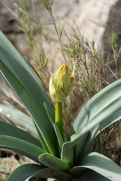 istock Asphodelus Albus White Asphodel blooming 2214669131
