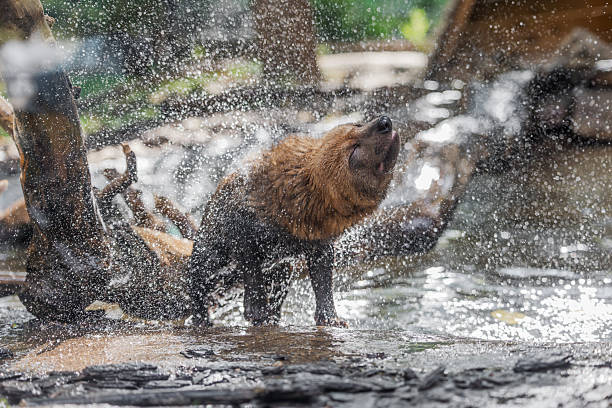 Bush dog (Speothos venaticus) in nature. Bush dogs are found from Panama in Central America, through much of South America.