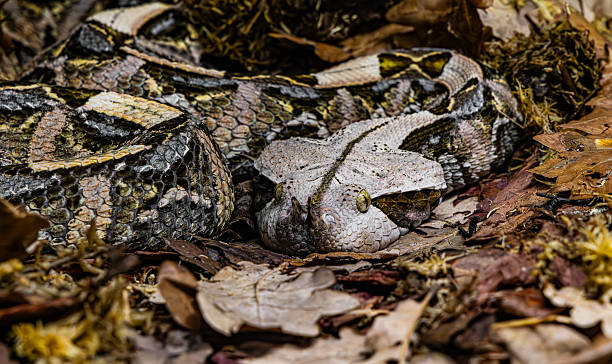 istock The Gaboon viper (Bitis gabonica), also called the Gaboon adder 2214670442