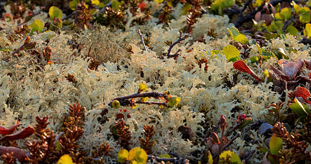 istock Arctic Tundra lichen moss close-up. 2214670444
