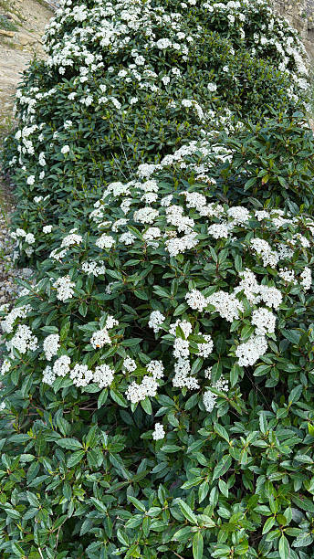 istock Evergreen Snowball Viburnum 2214670606