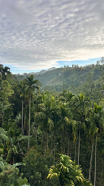 istock Panoramic view of a lush tropical valley with tall palm trees and mountains. 2214672090