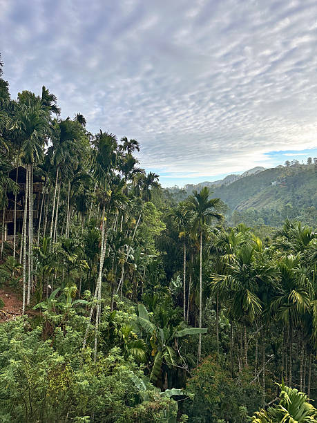 istock Panoramic view of a lush tropical valley with tall palm trees and mountains. 2214672303
