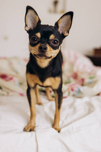 istock A little chihuahua stares curiously at the camera 2214675336