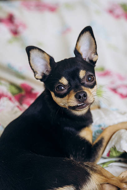 istock A little chihuahua stares curiously at the camera 2214675503