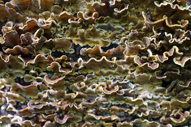 A close-up image shows brown fungi with wavy light edges densely covering a surface. Their texture looks leathery and uneven.