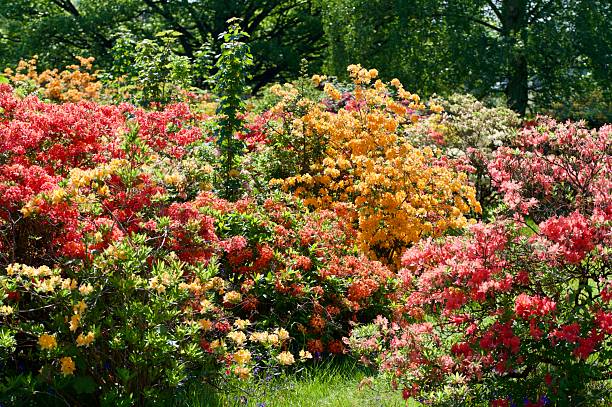 istock Group of colourful azalea flower shrubs 2214682765