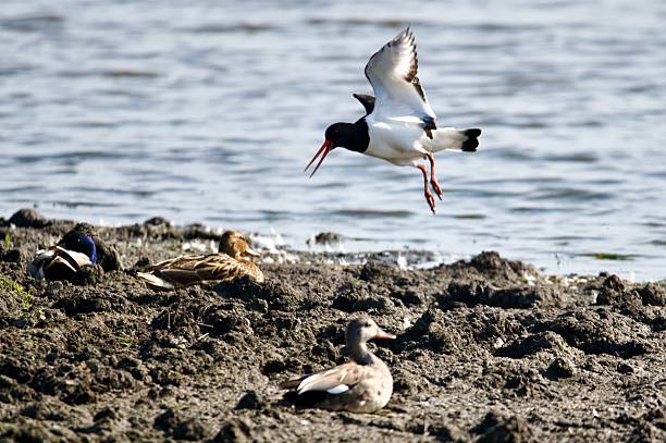 Oyster catcher wader water bird