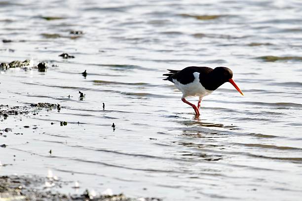 Oyster catcher wader water bird