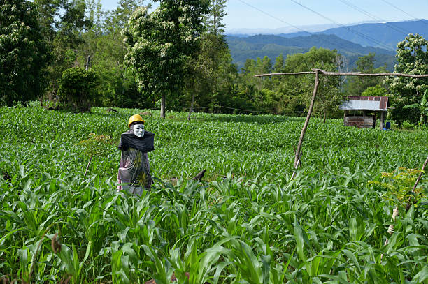 istock Small corn plant in the field 2214685895