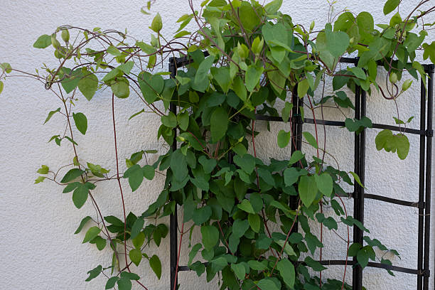 istock Clematis vines and leaves that continue to grow 2214689657