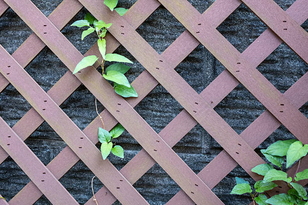 istock Vine plants climbing the fence 2214689659