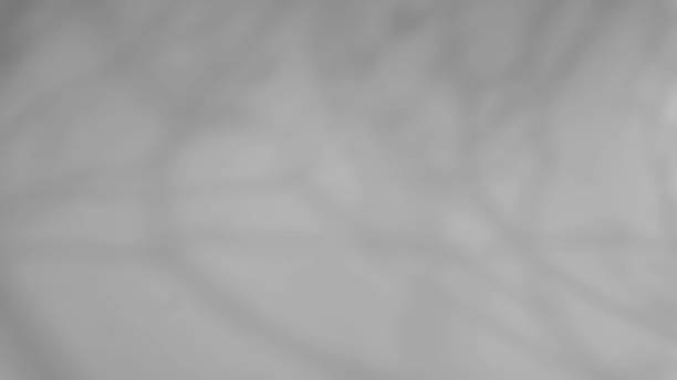 istock The shadow of a tree sways on a white background 2214690667