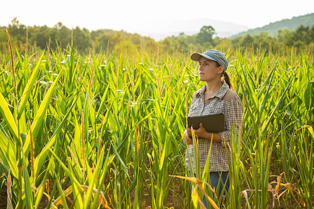 istock Smart Farming. Farmer Uses Agro App on Tablet in Corn Field at Sunset. 2214691060
