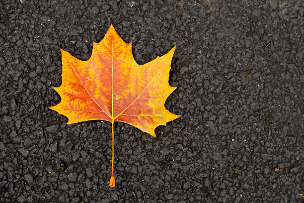 istock Red orange color of maple leaf on black texture background 2214691747
