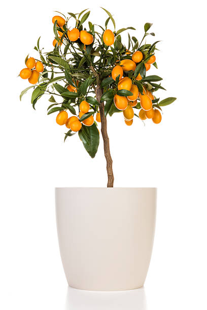 istock Kumquat  tree in flower pot isolated 2214692750