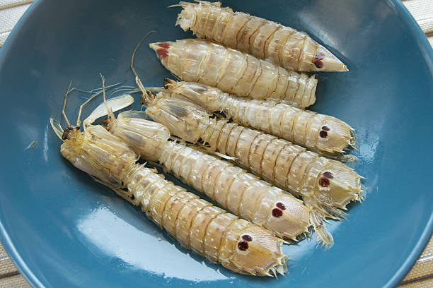 Two shrimp are swimming in a tank. The tank is blue and has a yellow border. There are also some rocks and shells in the tank