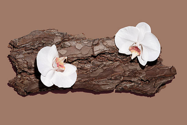 Two elegant white orchids rest on a piece of textured bark, showcasing their delicate features against a simple background. The composition highlights nature's beauty.
