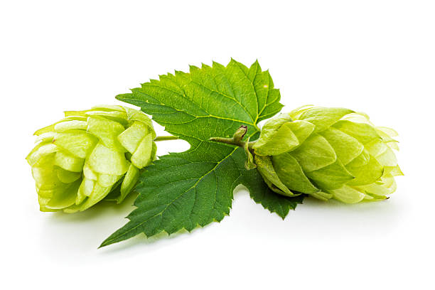 Large hazelnuts grow in the forest on green bush. Nuts Food for brain, healthy natural organic wild grown wild harvested. Seasonal sustainable countryside harvest farm cobnuts with leaves in garden. Background of growing nuts