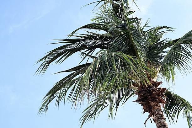 istock Tropical coconut tree leaves palm and sky 2214695585