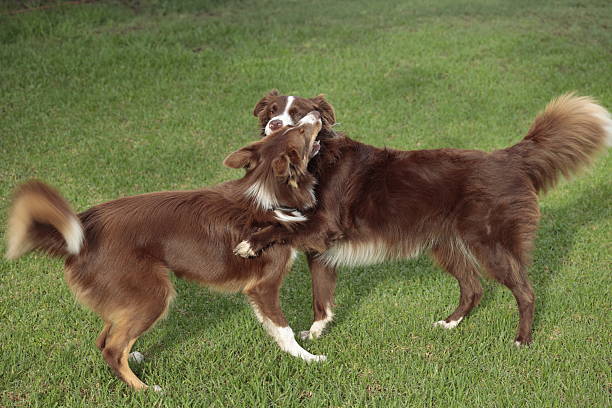 Couple of dog