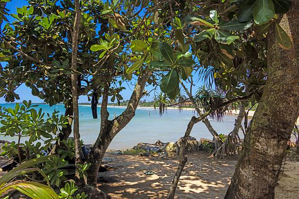 istock Framed view of tropical bay through tree branches at Bentota Beach 2214698804
