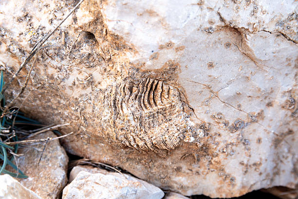 Fossil structure in sedimentary rock showing fine textures and mineral traces, discovered near Grotta Capo Caccia on Sardinias coast.
