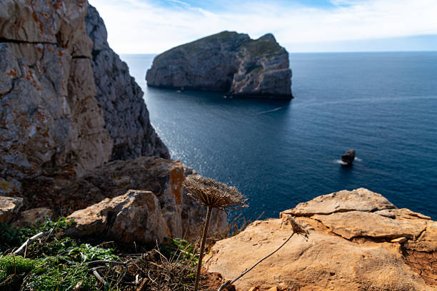 A dried flower on a rocky cliff in the foreground with a distant view of the sea and a large rock island under a partly cloudy sky.