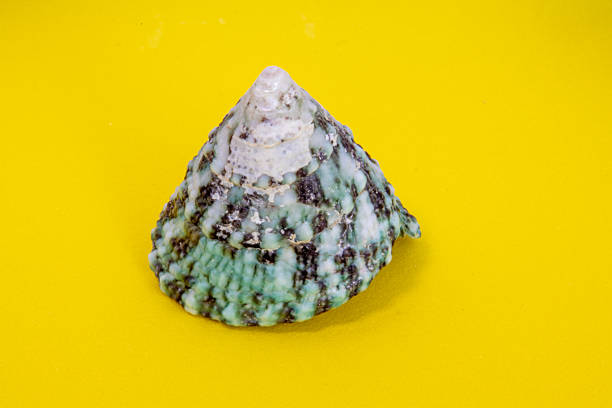 Sea shell