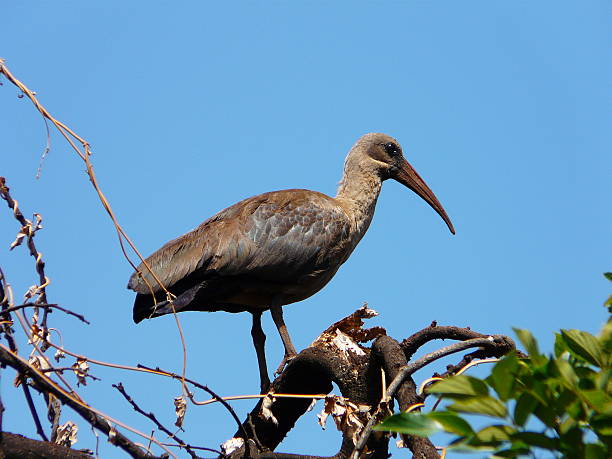 istock Brown hadada ibis bostrychia hagedash Bird Perched on Tree Against a Clear Blue Sky 2214703256