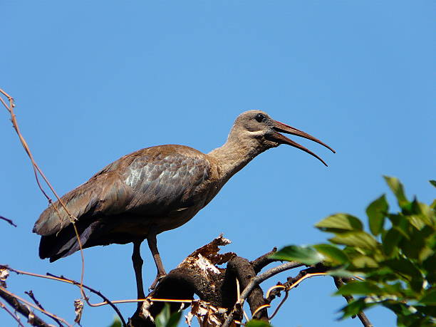 Brown hadada ibis bostrychia hagedash Bird Perched on Tree Against a Clear Blue Sky