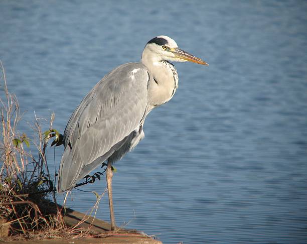 istock Graceful Heron Standing Along a Serene Waterfront in A Natural Habitat 2214703972