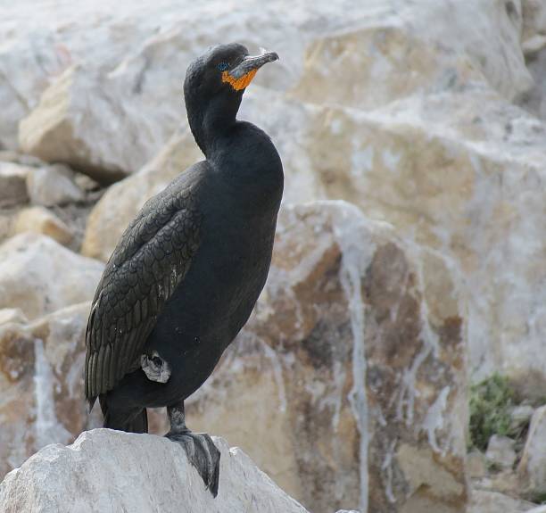 istock cormorant perched on rocky shoreline amidst natural surroundings 2214704631