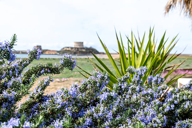 Close-up of blooming purple rosemary and spiky green leaves in the foreground with a small stone island fort and coastal landscape in the background.
