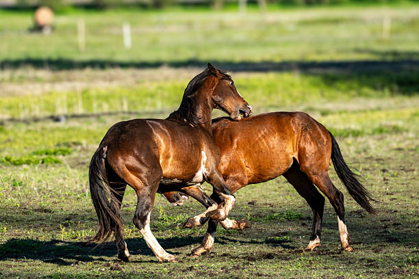 Two Brown Horses Engaged in Playful Biting and Physical Interaction on a Green Meadow  Energetic Equine Behavior in Natural Countryside Setting