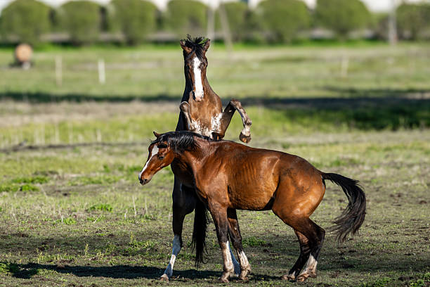istock Playful Stallions on Pasture  Dynamic Moment of Horses Interacting in Spring Light on a Countryside Meadow 2214704879