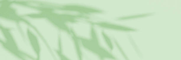 istock Abstract green studio background for product presentation. Green empty room with shadows from tree leaves. 3D room with space for copying. The concept of summer and spring. Spring banner. 2214706087